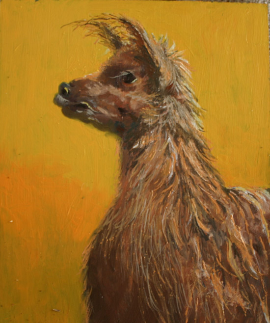 pet portrait